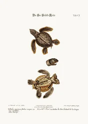 The Sea-Tortoise